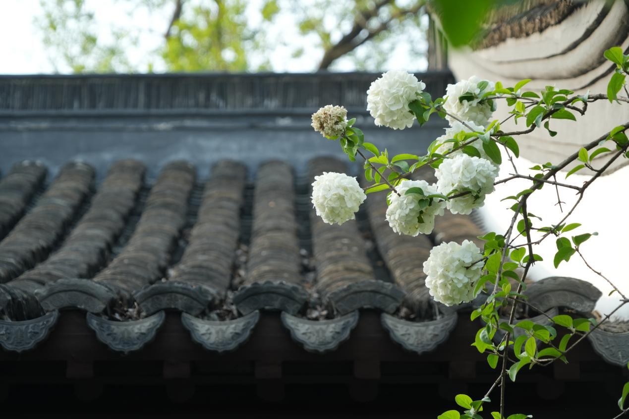 
江苏省人民医院黄牛代挂号电话票贩子号贩子网上预约挂号,住院检查加快,文化中国行｜春花古建两相宜·崇正书院重新开放，小长假游人争睹“最火”木绣球