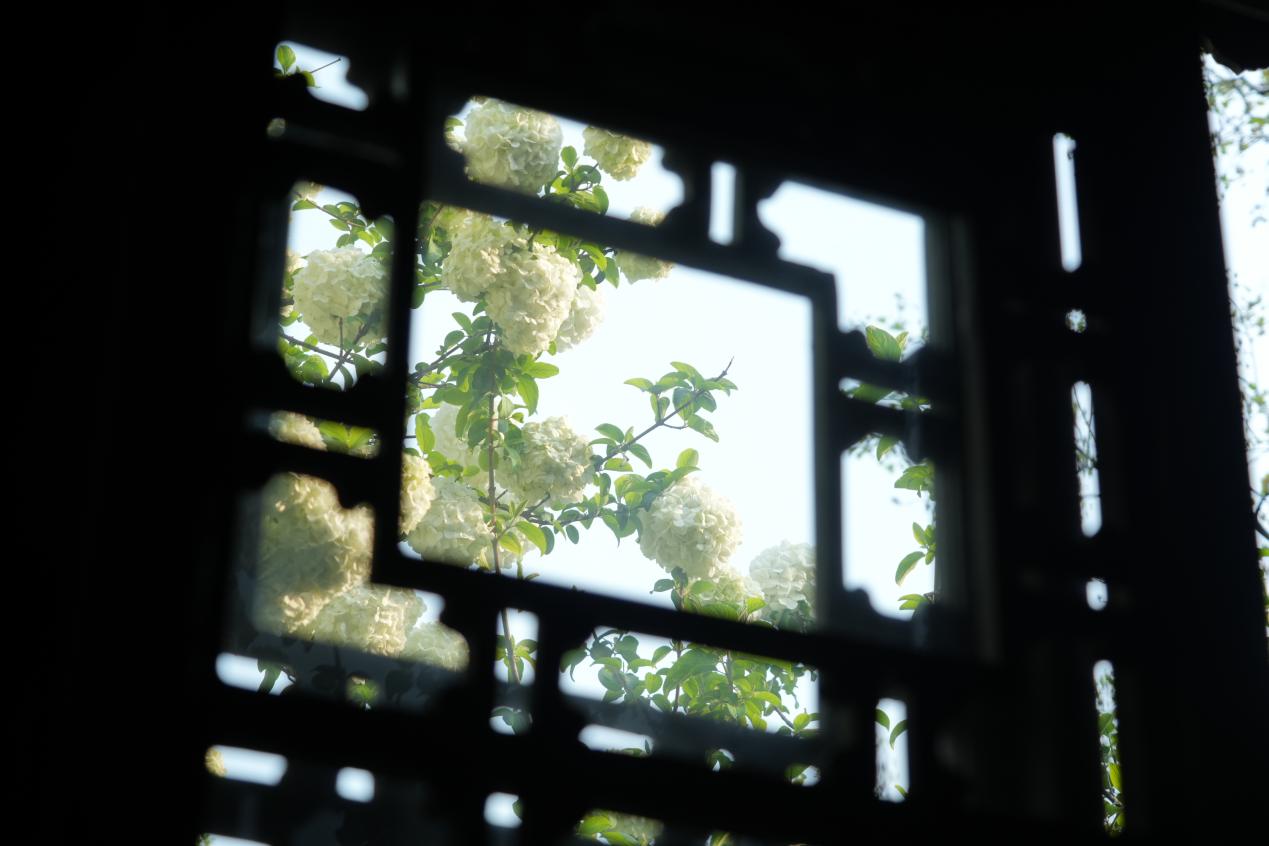
江苏省人民医院黄牛代挂号电话票贩子号贩子网上预约挂号,住院检查加快,文化中国行｜春花古建两相宜·崇正书院重新开放，小长假游人争睹“最火”木绣球