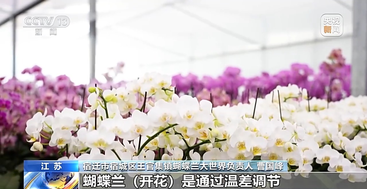 
江苏省中医院黄牛代挂号电话票贩子号贩子网上预约挂号,住院检查加快,定时开花、抢“鲜”抵达……“鲜花经济”持续绽放新活力