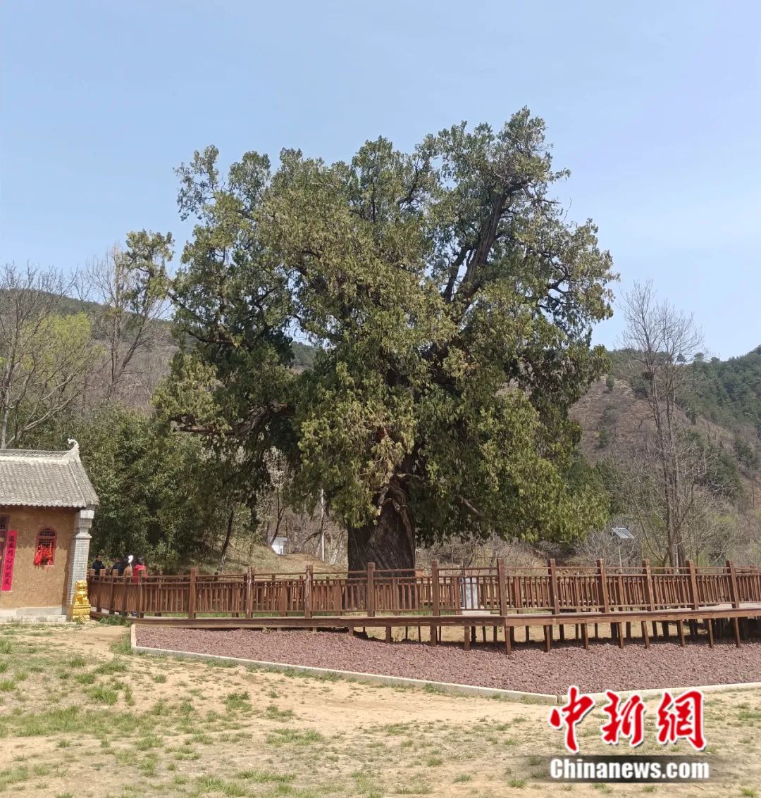 
南京中科研究所黄牛代挂号电话票贩子号贩子网上预约挂号,住院检查加快,人这一辈子，一定要去陕西看这5棵5000年古树！