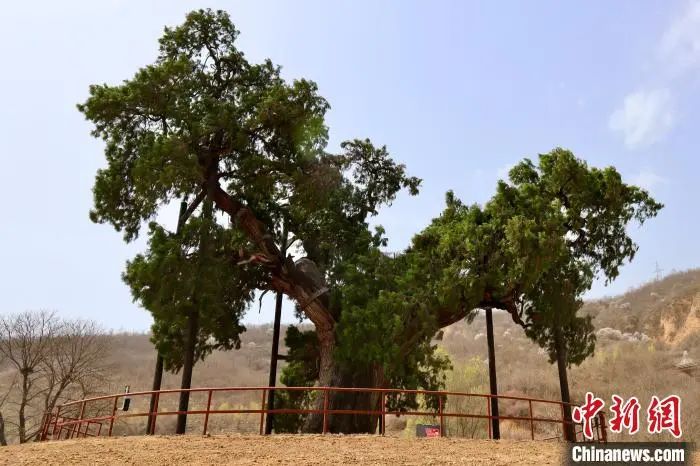 
南京中科研究所黄牛代挂号电话票贩子号贩子网上预约挂号,住院检查加快,人这一辈子，一定要去陕西看这5棵5000年古树！