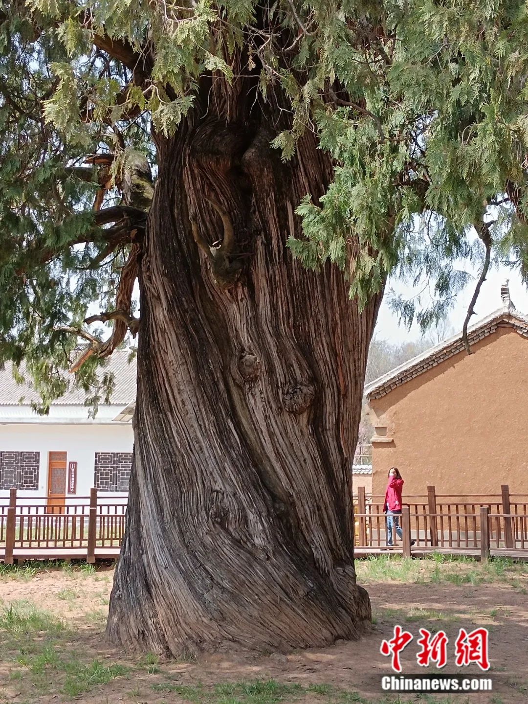 
南京中科研究所黄牛代挂号电话票贩子号贩子网上预约挂号,住院检查加快,人这一辈子，一定要去陕西看这5棵5000年古树！