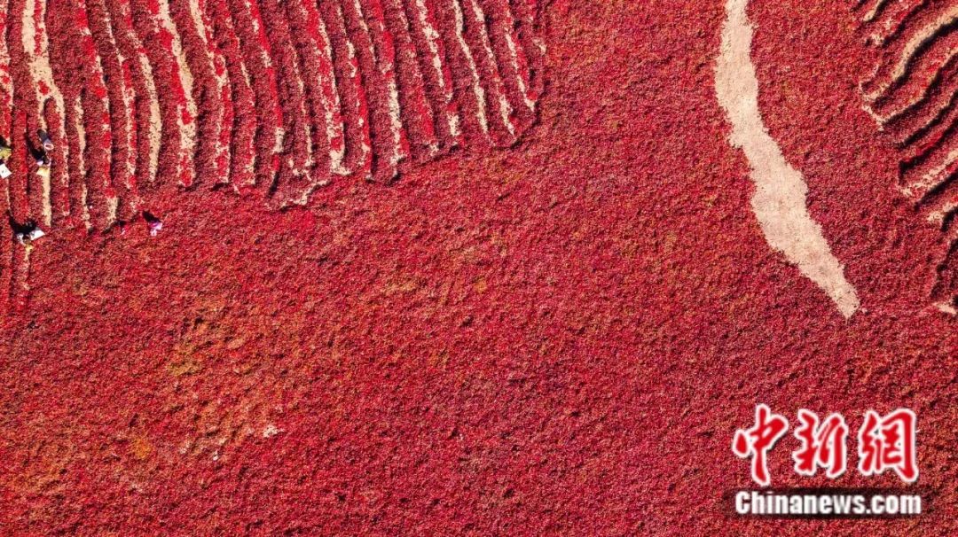 
北京八大处整形医院黄牛代挂号电话票贩子号贩子网上预约挂号,住院检查加快,全球12%辣椒红素产自新疆这座小城