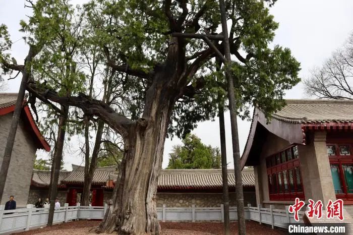 
南京中科研究所黄牛代挂号电话票贩子号贩子网上预约挂号,住院检查加快,人这一辈子，一定要去陕西看这5棵5000年古树！