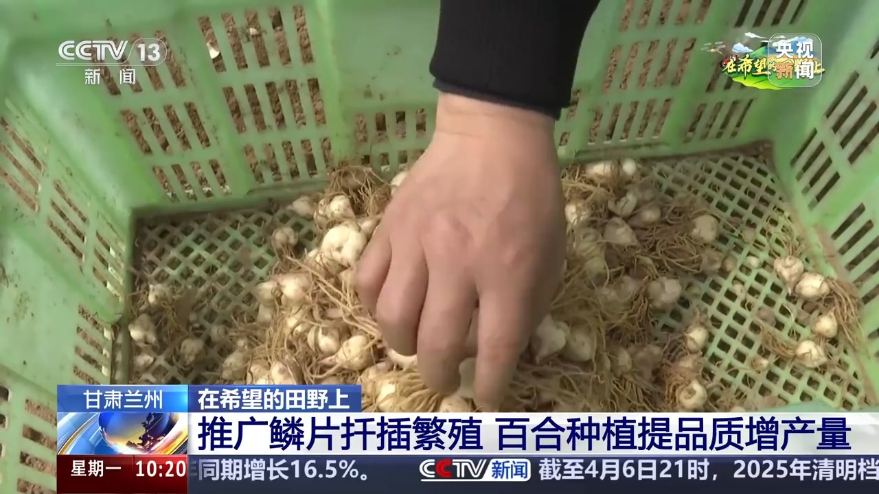 
北大口腔医院黄牛代挂号电话票贩子号贩子网上预约挂号,住院检查加快,让麦田喝上“聪明水”、百合种植新技术……清明时节农事忙