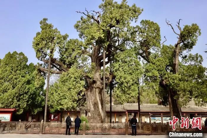 
南京中科研究所黄牛代挂号电话票贩子号贩子网上预约挂号,住院检查加快,人这一辈子，一定要去陕西看这5棵5000年古树！