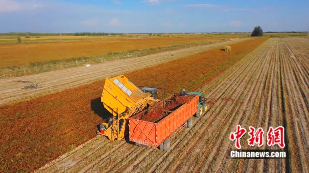 
北京八大处整形医院黄牛代挂号电话票贩子号贩子网上预约挂号,住院检查加快,全球12%辣椒红素产自新疆这座小城