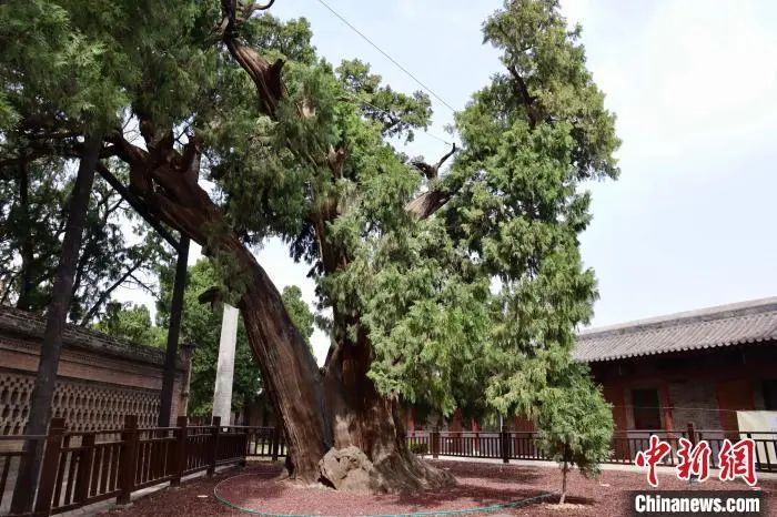 
南京中科研究所黄牛代挂号电话票贩子号贩子网上预约挂号,住院检查加快,人这一辈子，一定要去陕西看这5棵5000年古树！