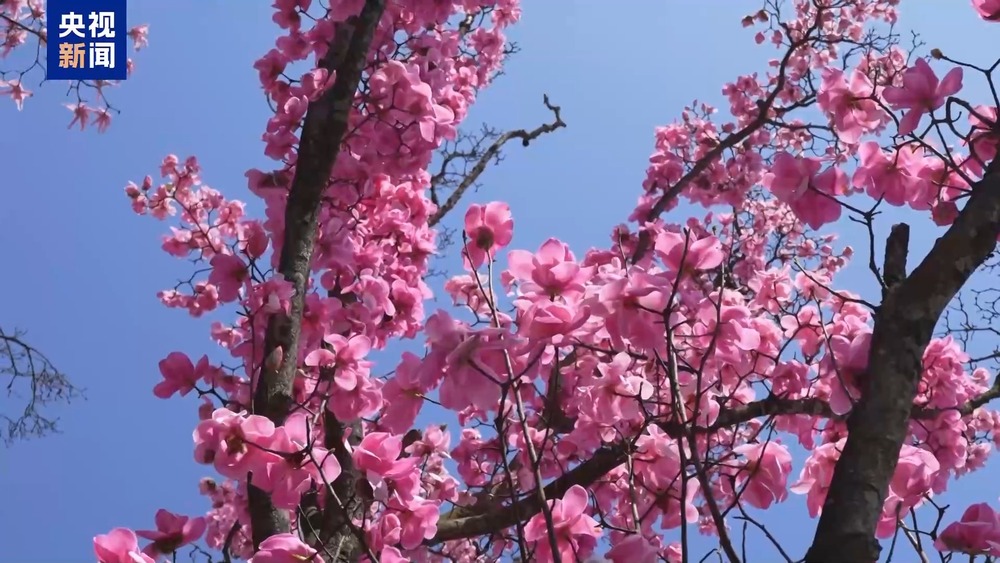 
中山大学中山眼科中心黄牛代挂号电话票贩子号贩子网上预约挂号,住院检查加快,1.26亿人次去哪儿了？清明小长假消费“三件套”→