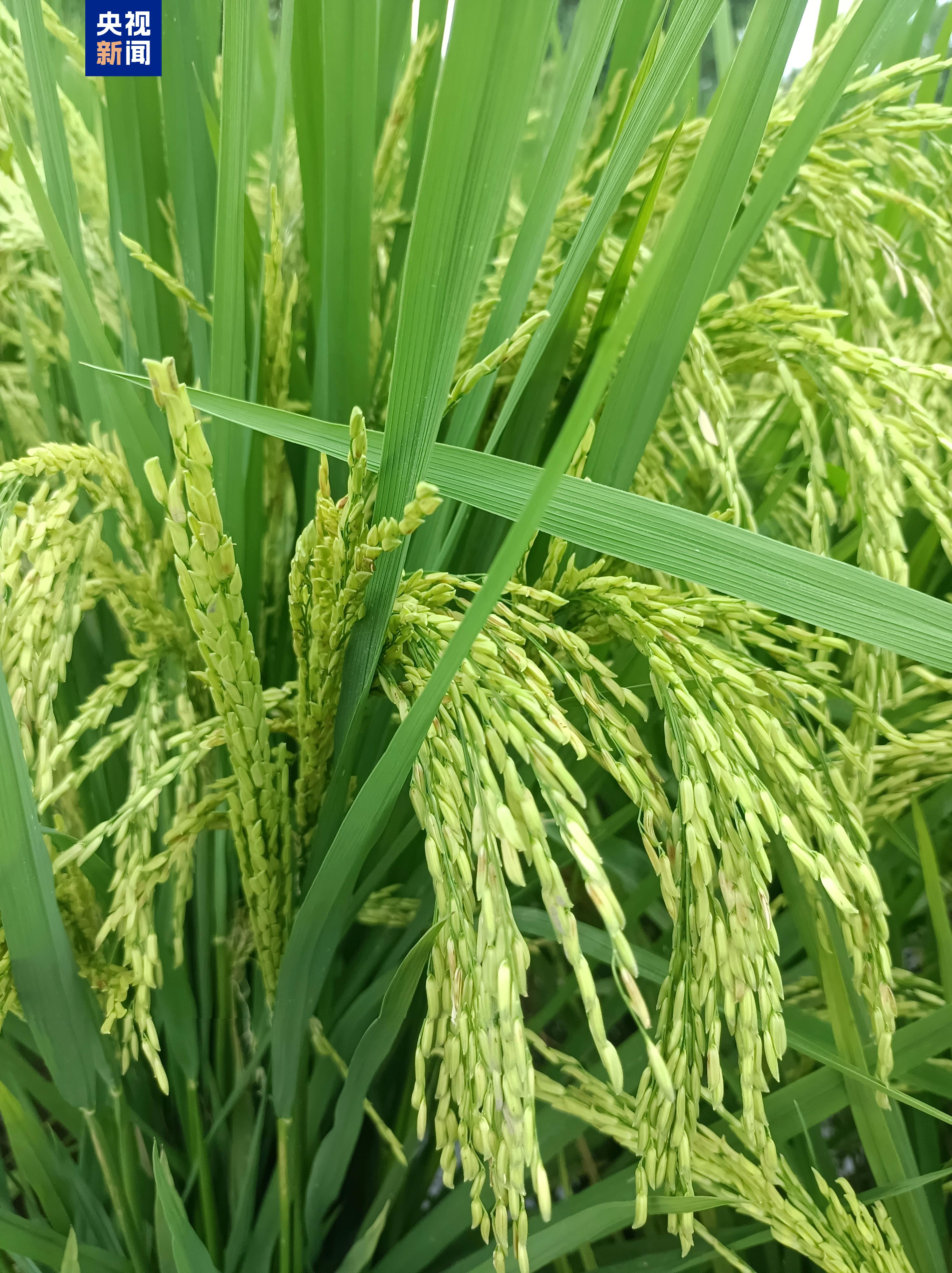 
北京协和医院黄牛代挂号电话票贩子号贩子网上预约挂号,住院检查加快,兼顾产量、品质与抗性 湖北新增一超级稻品种