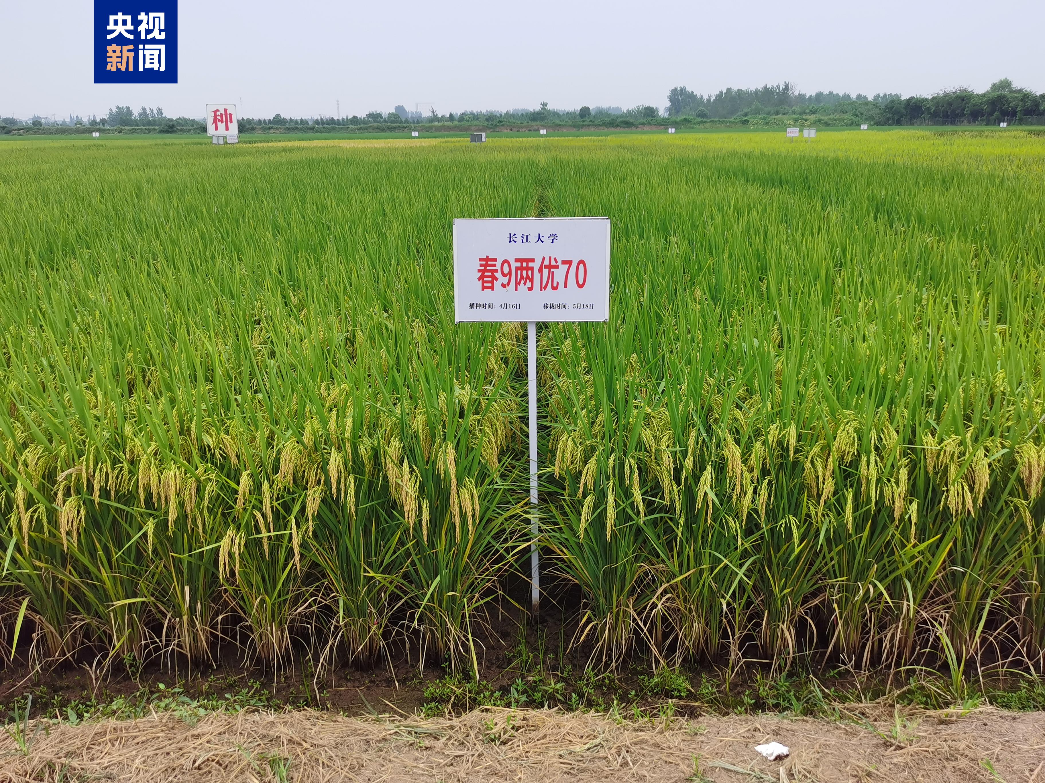 
北京协和医院黄牛代挂号电话票贩子号贩子网上预约挂号,住院检查加快,兼顾产量、品质与抗性 湖北新增一超级稻品种