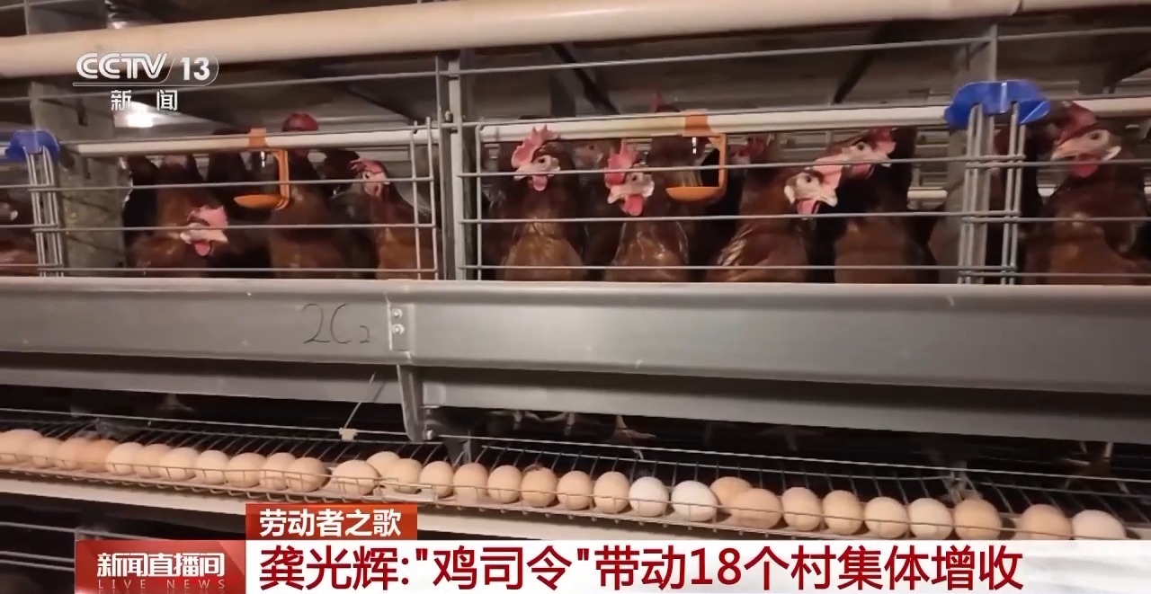 
上海儿科医院黄牛代挂号电话票贩子号贩子网上预约挂号,住院检查加快,劳动者之歌丨德国设备“水土不服”？海归硕士变“鸡司令”开发智慧养鸡生产线