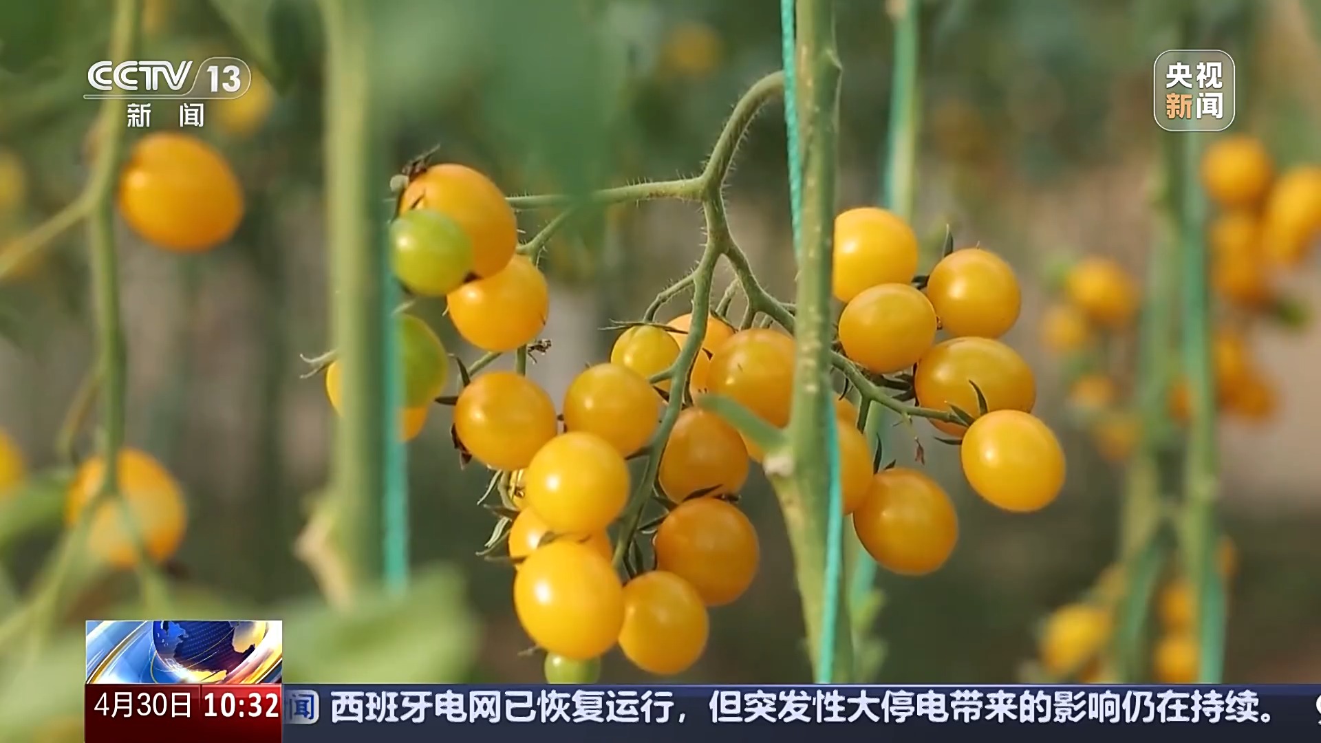 
杭州西溪医院黄牛代挂号电话票贩子号贩子网上预约挂号,住院检查加快,供应充足 品种丰富 价格稳定 五一假期“菜篮子”供应有保障