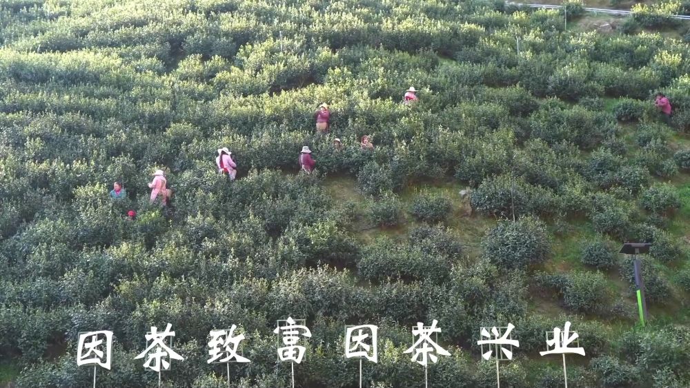 
南京军区总医院黄牛代挂号电话票贩子号贩子网上预约挂号,住院检查加快,新华视点｜乡村蝶变交响曲