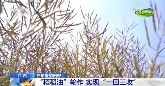 
浙江医院黄牛代挂号电话票贩子号贩子网上预约挂号,住院检查加快,在希望的田野上丨东北春播进度近三成 一键查看各地农业生产进度条→