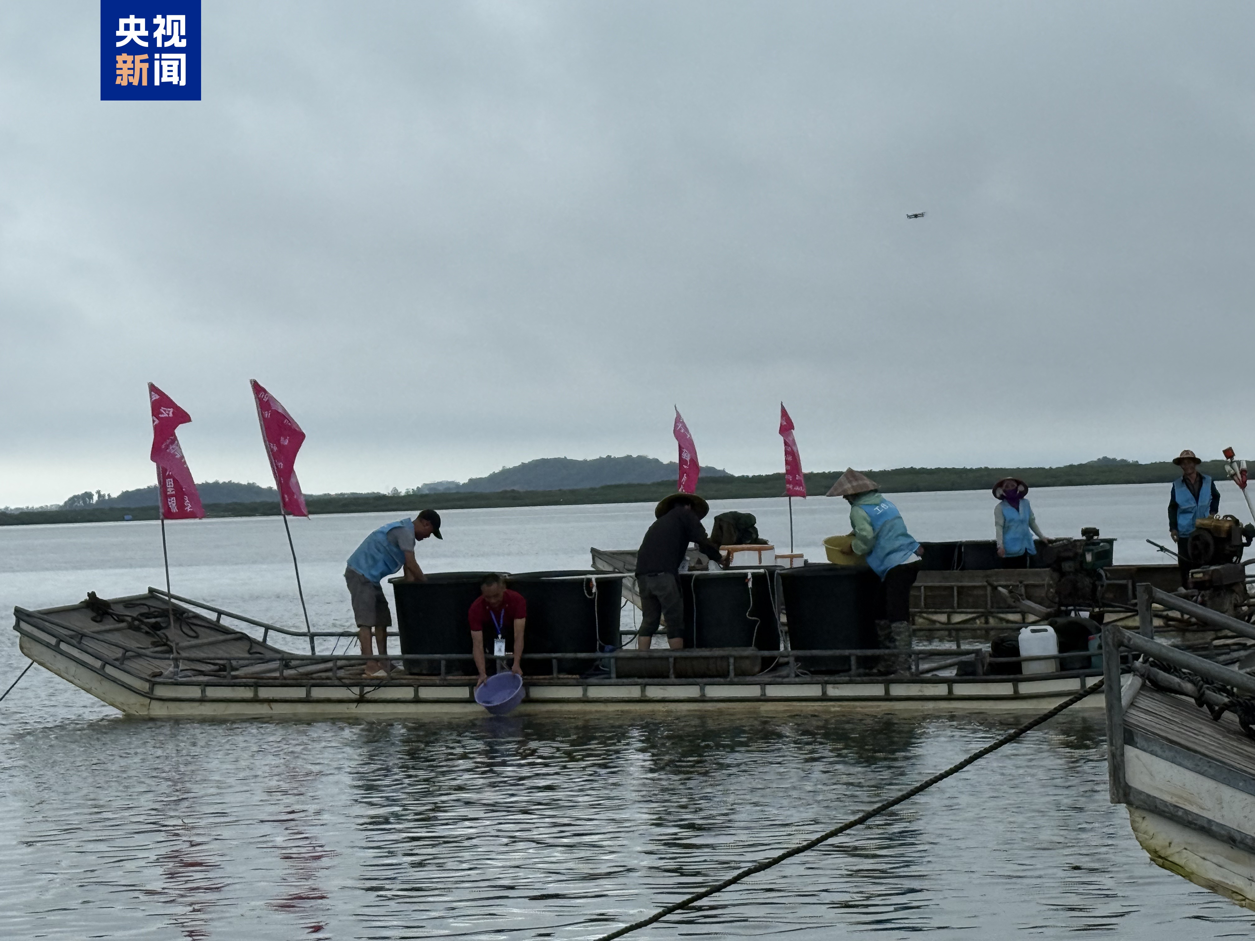
广州市越秀区中医医院黄牛号贩子挂号电话中越联合举行2025年北部湾渔业资源增殖放流活动