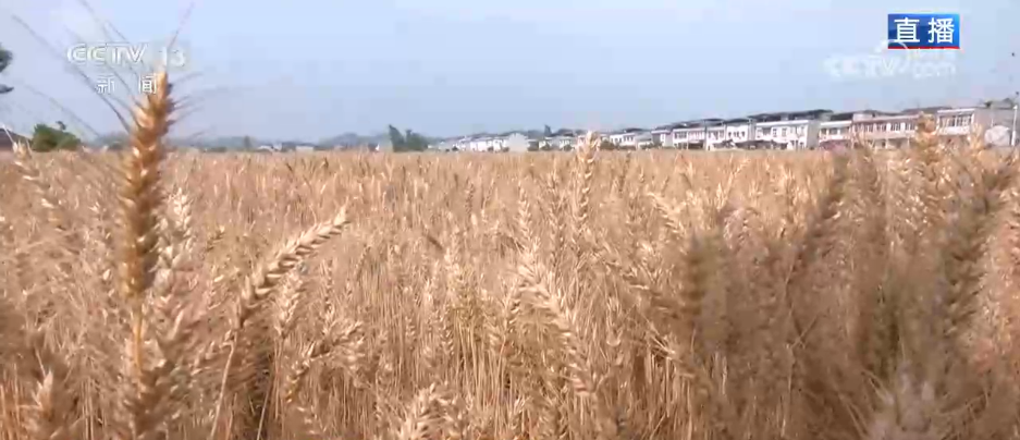 
北京大学第六医院黄牛代挂号电话票贩子号贩子网上预约挂号,住院检查加快,科技助力“三夏”开启“加速度” 广袤田野唱响丰收赞歌