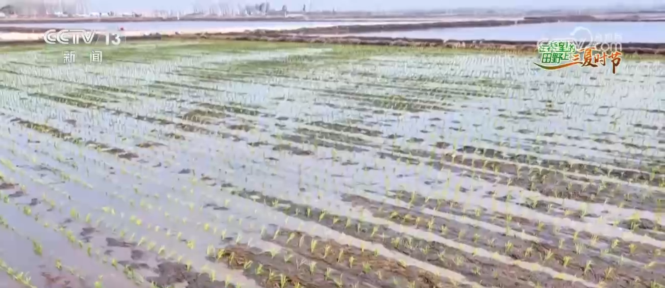 
上海各大医院黄牛代挂号电话票贩子号贩子网上预约挂号,住院检查加快,“新农机+新品种”助力增产增收 在希望的田野上 “丰”景可期