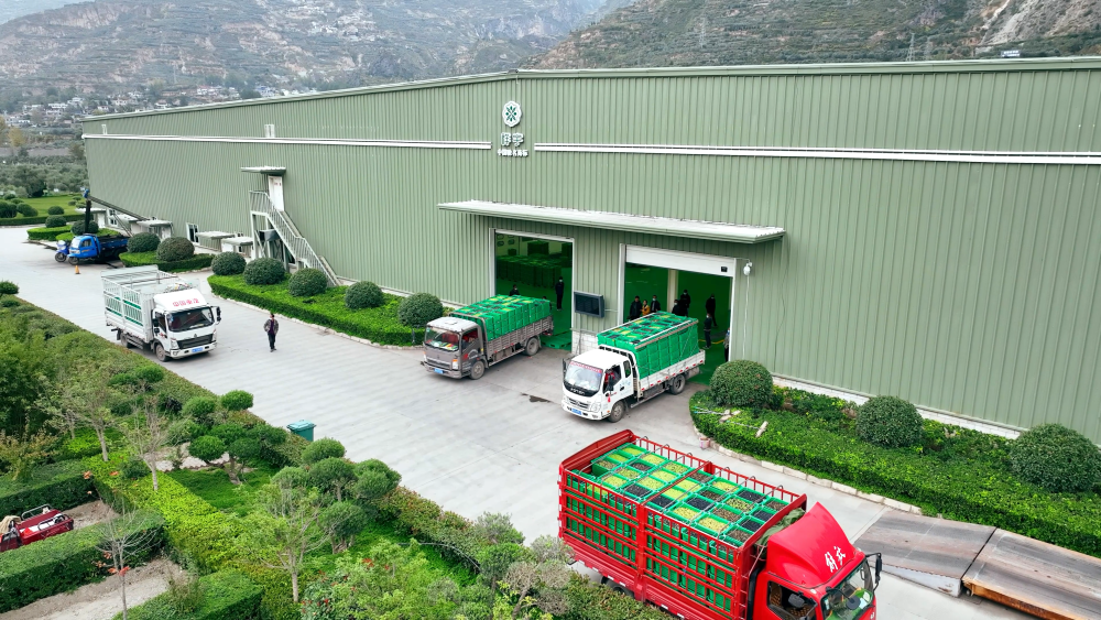 
南京明基医院黄牛代挂号电话票贩子号贩子网上预约挂号,住院检查加快,中国经济样本观察·“镇”了不起｜地中海舶来的“金果果”，榨出40亿元“油产业”