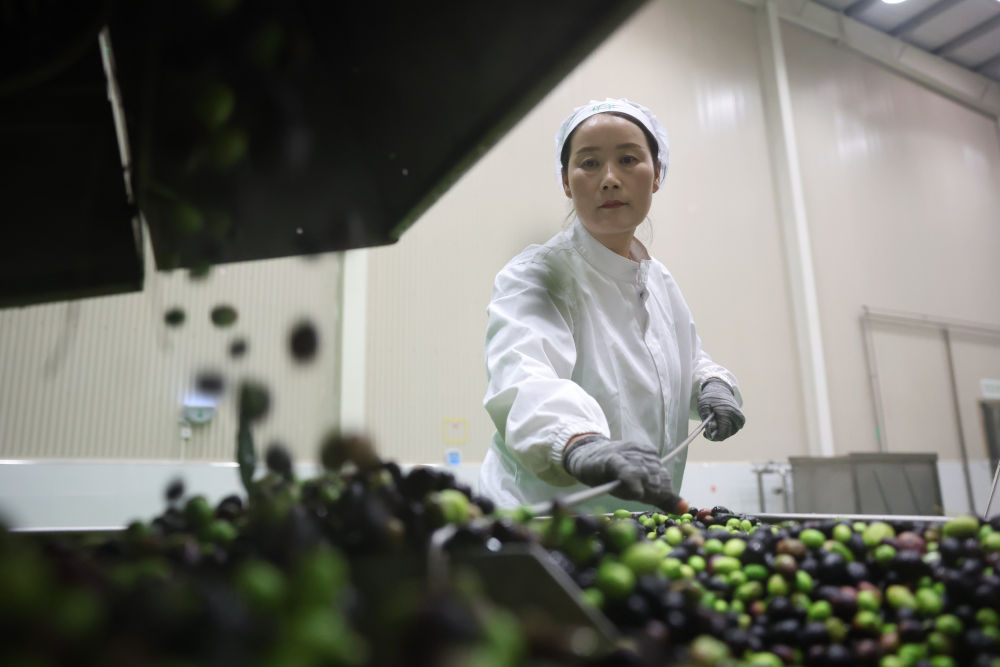 
南京明基医院黄牛代挂号电话票贩子号贩子网上预约挂号,住院检查加快,中国经济样本观察·“镇”了不起｜地中海舶来的“金果果”，榨出40亿元“油产业”