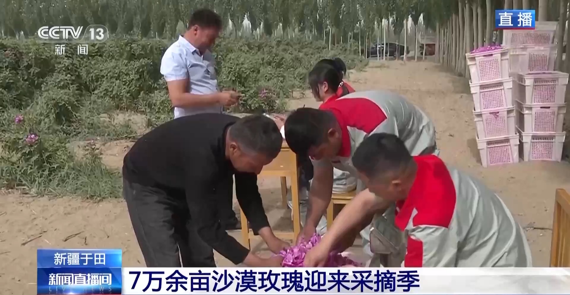 
中国中医科学院眼科医院黄牛代挂号电话票贩子号贩子网上预约挂号,住院检查加快,塔克拉玛干沙漠“锁边合龙”时种植的玫瑰花开了
