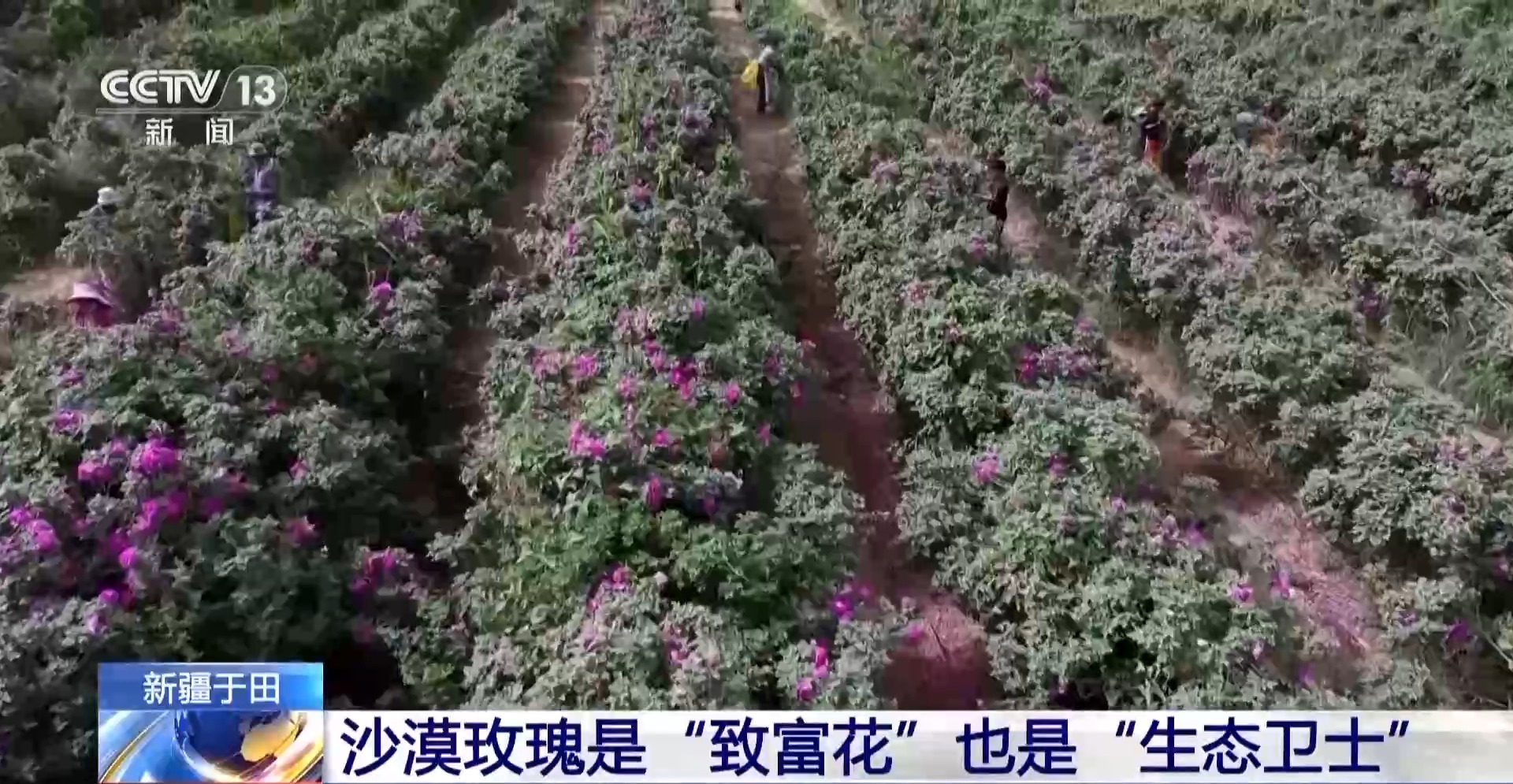 
中国中医科学院眼科医院黄牛代挂号电话票贩子号贩子网上预约挂号,住院检查加快,塔克拉玛干沙漠“锁边合龙”时种植的玫瑰花开了