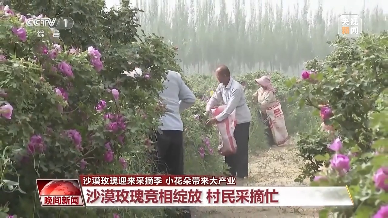 
北京同仁医院黄牛代挂号电话票贩子号贩子网上预约挂号,住院检查加快,既防风固沙又助农增收 沙漠玫瑰带动多产业发展