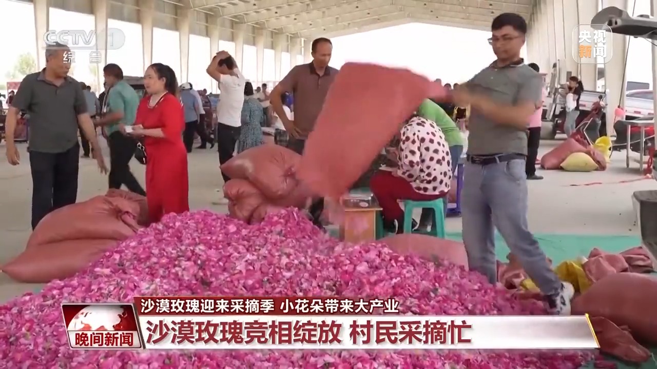 
北京同仁医院黄牛代挂号电话票贩子号贩子网上预约挂号,住院检查加快,既防风固沙又助农增收 沙漠玫瑰带动多产业发展