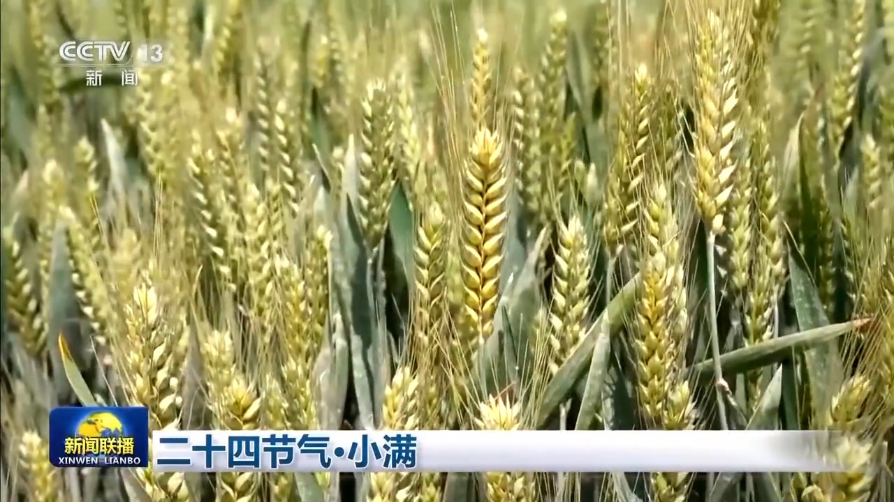 
广州中医药大学一附医院黄牛代挂号电话票贩子号贩子网上预约挂号,住院检查加快,文化中国行丨二十四节气·小满 小满者，物至于此小得盈满