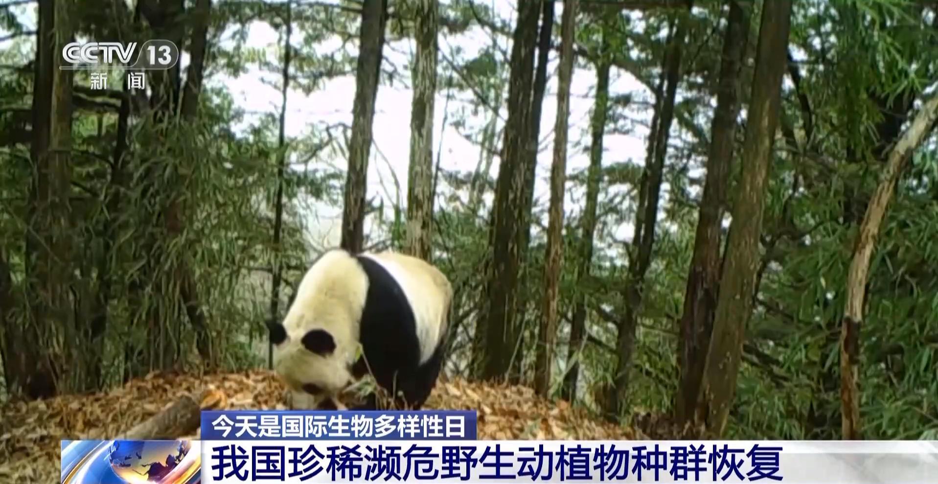 
上海儿童医学中心黄牛代挂号电话票贩子号贩子网上预约挂号,住院检查加快,我国生物多样性保护成效如何？这份“成绩单”亮了