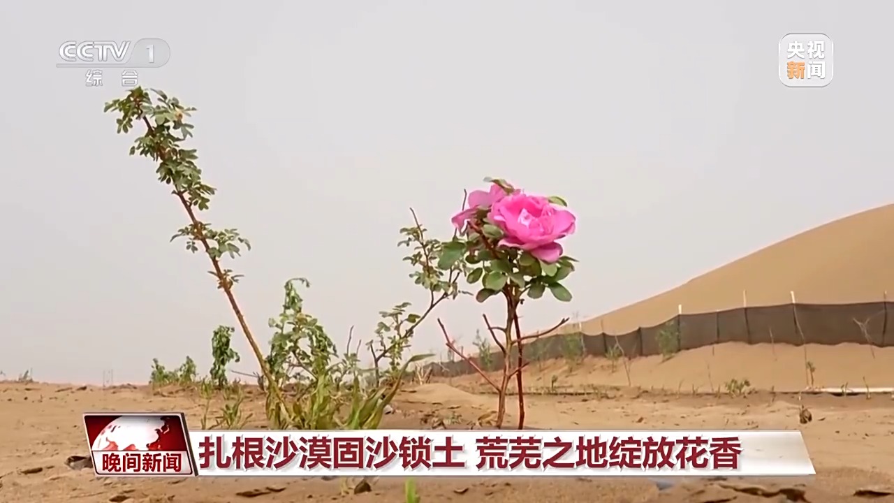 
北京同仁医院黄牛代挂号电话票贩子号贩子网上预约挂号,住院检查加快,既防风固沙又助农增收 沙漠玫瑰带动多产业发展