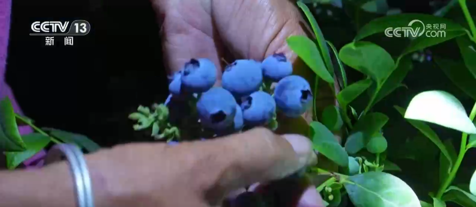 
北京八大处整形医院黄牛代挂号电话票贩子号贩子网上预约挂号,住院检查加快,特色产业成为村民增收致富“良方” 小“莓”好串起乡村致富链