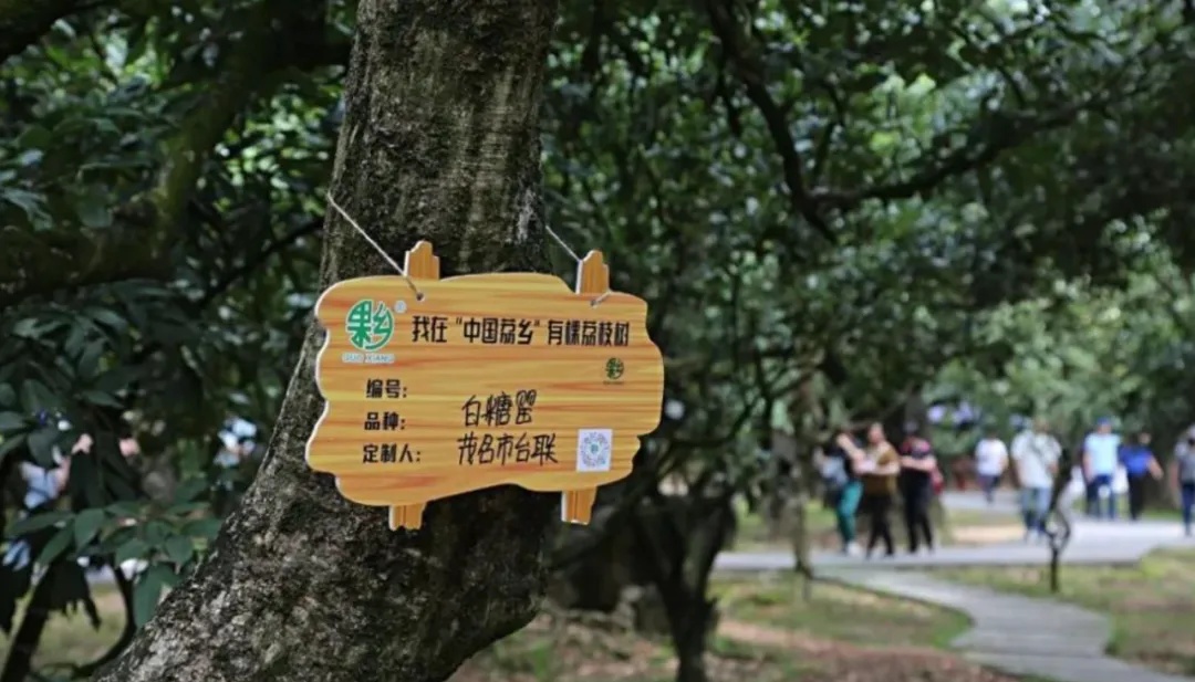 
广州中山一院黄牛代挂号电话票贩子号贩子网上预约挂号,住院检查加快,茂名荔枝的“甜蜜经济”：打好这三张“牌”是关键