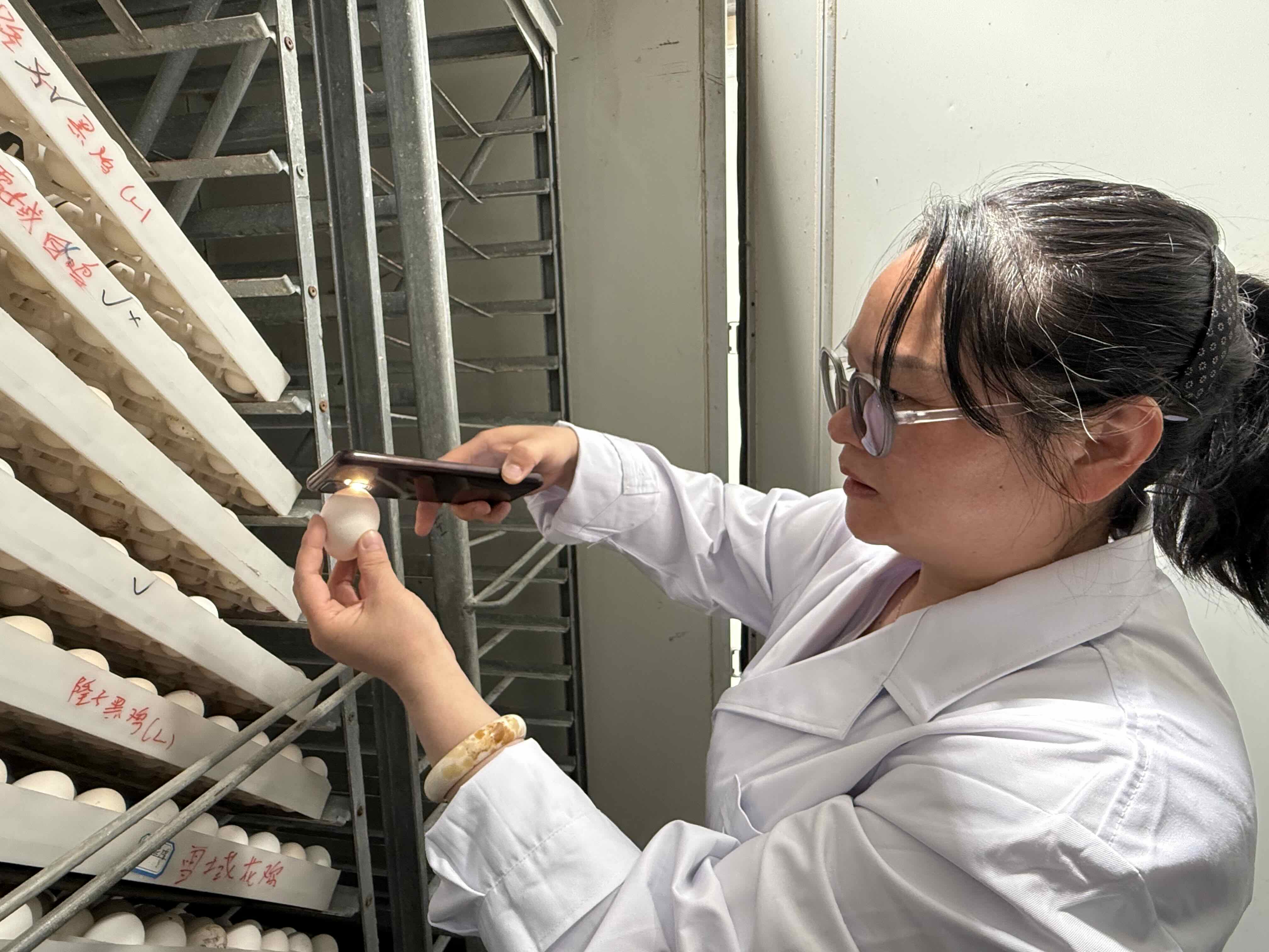 
中国医学科学院肿瘤医院黄牛代挂号电话票贩子号贩子网上预约挂号,住院检查加快,雪域白鸡鸣高原：6代科研人用62年孵化出了“金蛋蛋”