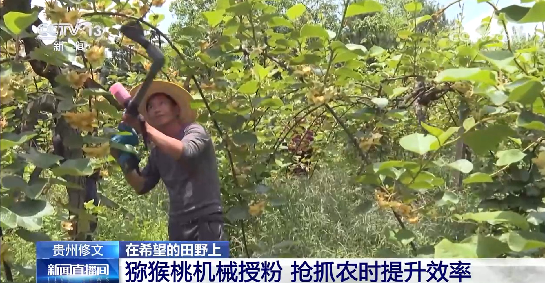 
江苏省人民医院黄牛代挂号电话票贩子号贩子网上预约挂号,住院检查加快,“智”耕向日葵田、猕猴桃机械授粉 农业科技助力丰产丰收