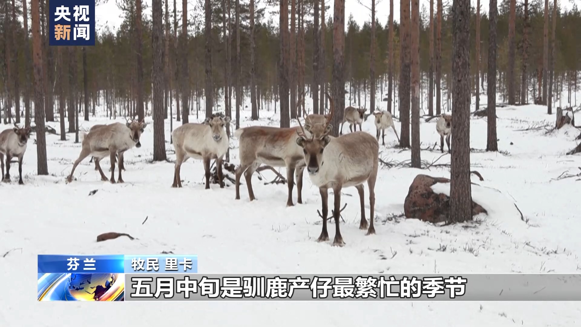 
杭州市一医院黄牛代挂号电话票贩子号贩子网上预约挂号,住院检查加快,北约频繁在芬兰牧区演习 牧民担心惊扰驯鹿影响生计