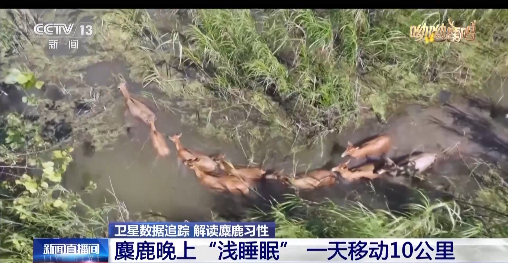 
山东大学齐鲁医院黄牛代挂号电话票贩子号贩子网上预约挂号,住院检查加快,半年绕洞庭湖一圈 这只麋鹿爱“溜达”