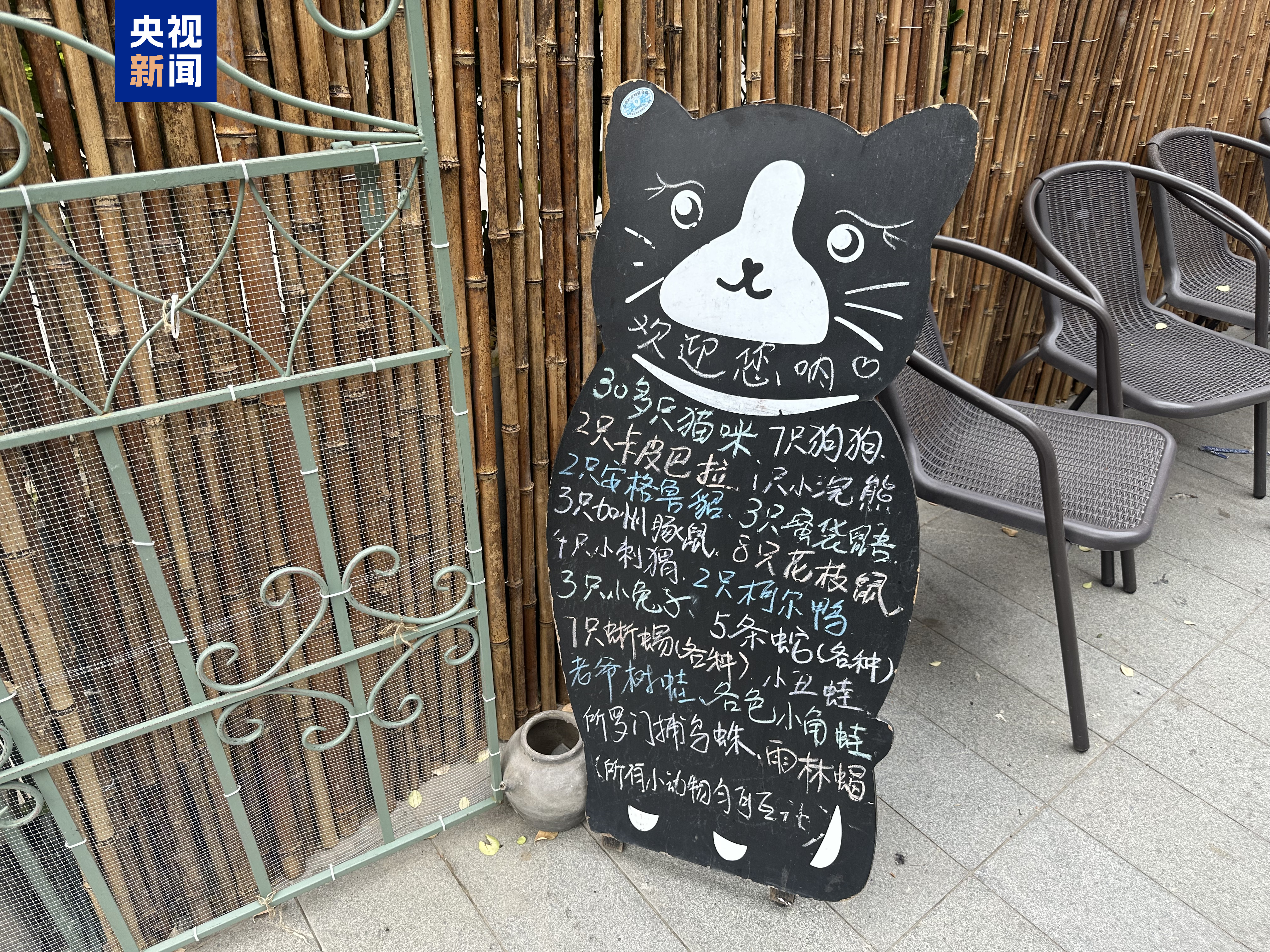 △一家开在商业街区的“猫艺体验馆”中饲养了众多外来野生动物