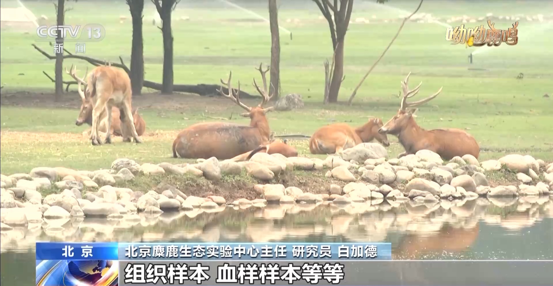 
天津眼科医院黄牛代挂号电话票贩子号贩子网上预约挂号,住院检查加快,科技手段助麋鹿可持续发展 记者实地探访→