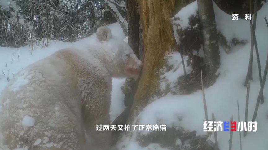 
上海东方医院黄牛号贩子票贩子代网上预约代挂号电话科技浓度不断提升 国家公园装了“千里眼”