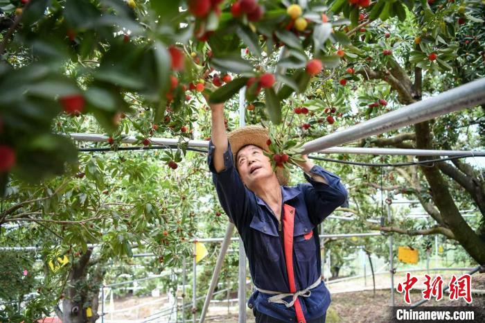 
杭州中医院黄牛代挂号电话票贩子号贩子网上预约挂号,住院检查加快,冷链空运解侨胞乡愁 浙江余姚200箱杨梅出口新加坡