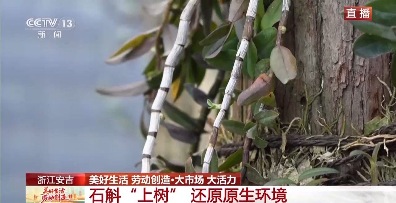 
西安各大医院黄牛代挂号电话票贩子号贩子网上预约挂号,住院检查加快,大市场 大活力丨为何要在树上种铁皮石斛？这里石斛“上树”林下“生金”