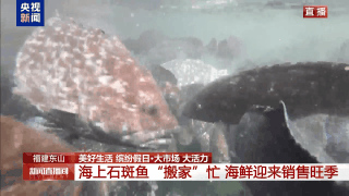 
广州医科大学附属第三医院黄牛号贩子票贩子代网上预约代挂号电话大市场 大活力丨海上石斑鱼“搬家”忙 海鲜迎来销售旺季