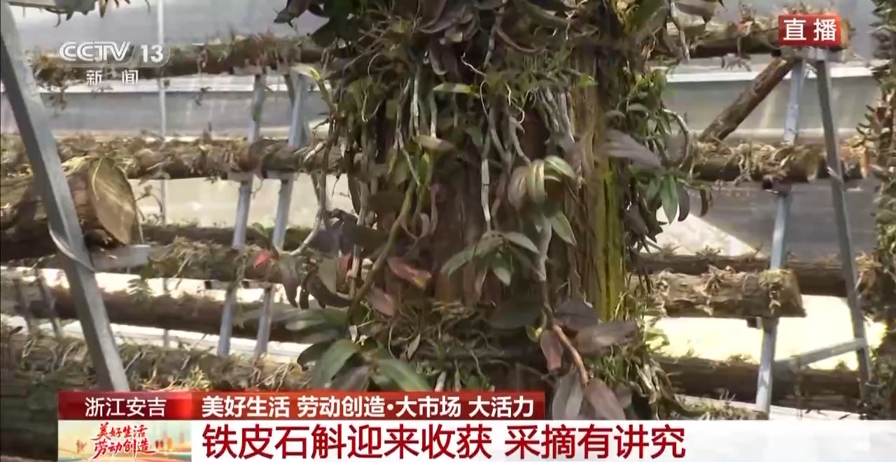 
西安各大医院黄牛代挂号电话票贩子号贩子网上预约挂号,住院检查加快,大市场 大活力丨为何要在树上种铁皮石斛？这里石斛“上树”林下“生金”