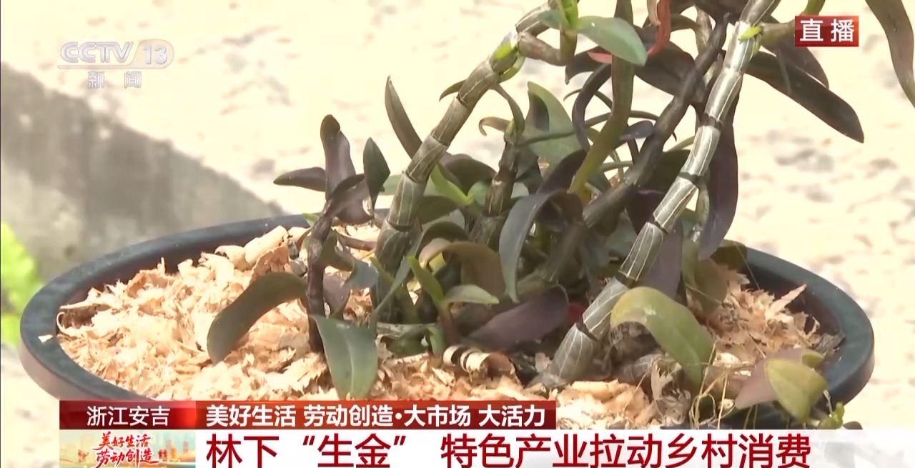 
西安各大医院黄牛代挂号电话票贩子号贩子网上预约挂号,住院检查加快,大市场 大活力丨为何要在树上种铁皮石斛？这里石斛“上树”林下“生金”