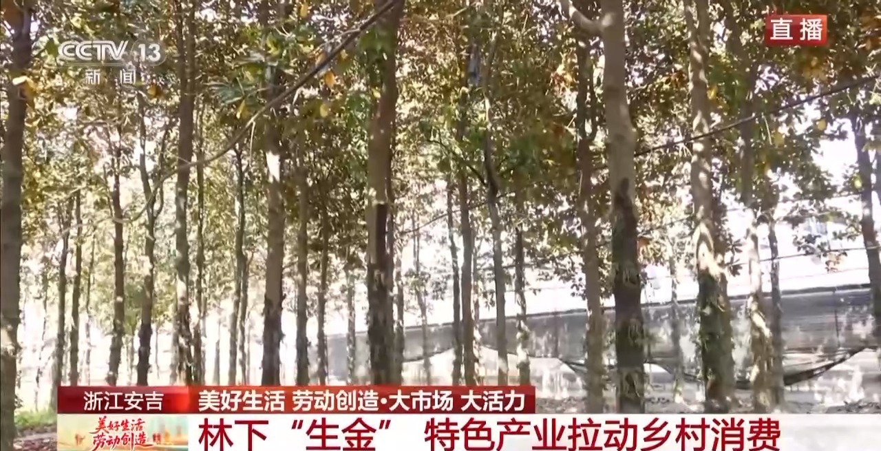 
西安各大医院黄牛代挂号电话票贩子号贩子网上预约挂号,住院检查加快,大市场 大活力丨为何要在树上种铁皮石斛？这里石斛“上树”林下“生金”