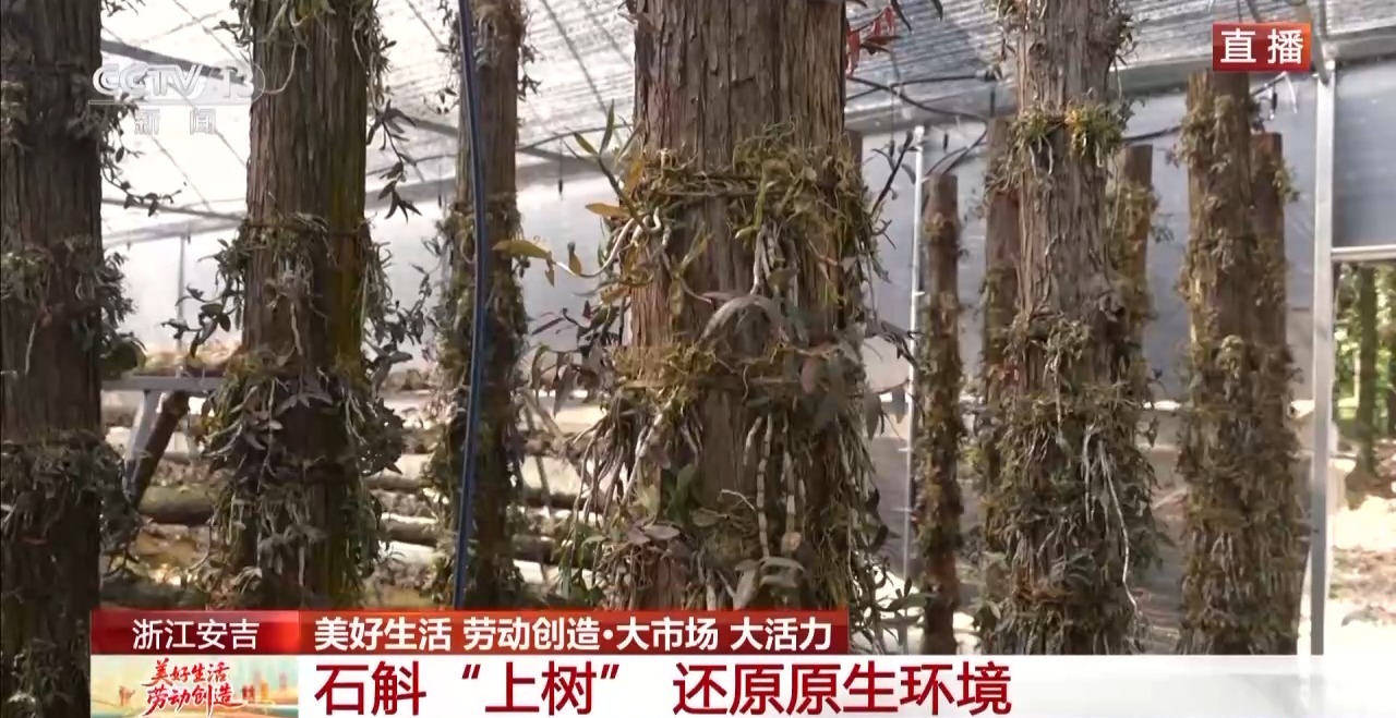 
西安各大医院黄牛代挂号电话票贩子号贩子网上预约挂号,住院检查加快,大市场 大活力丨为何要在树上种铁皮石斛？这里石斛“上树”林下“生金”