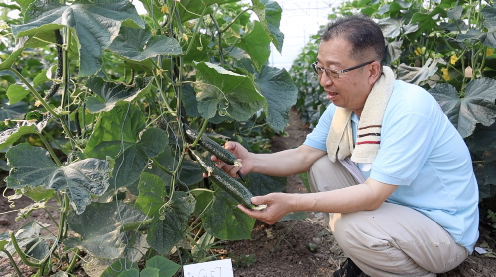 
杭州市人民医院黄牛代挂号电话票贩子号贩子网上预约挂号,住院检查加快,科技报国的时代答卷｜守护民生之“芯”：黄瓜“芯”的创新征途
