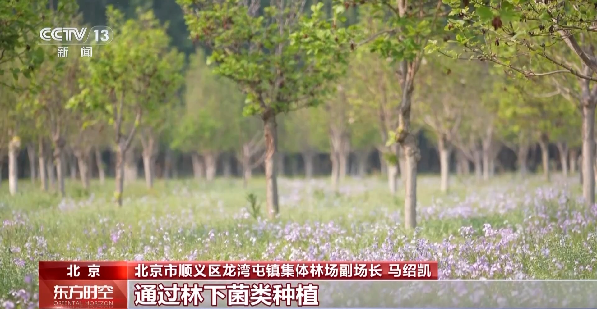 
上海第九人民医院黄牛号贩子票贩子代网上预约代挂号电话采蘑菇、捉油鸡 这个假期来京郊感受林间野趣