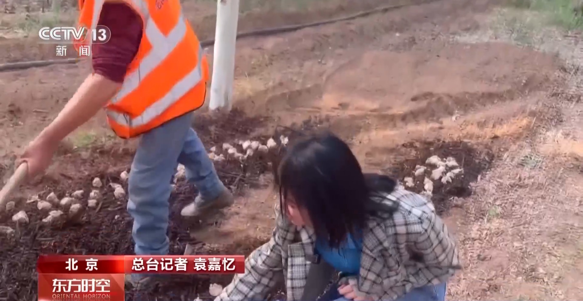 
上海第九人民医院黄牛号贩子票贩子代网上预约代挂号电话采蘑菇、捉油鸡 这个假期来京郊感受林间野趣